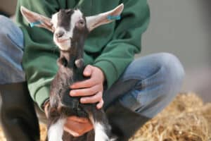 Animal Welfare