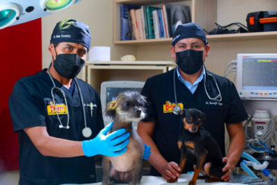 Clínica Veterinaria Cusco 1 clinica veterinaria cusco
