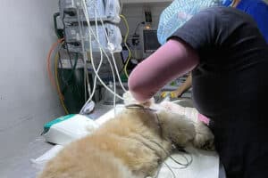 Clinica Veterinaria Groomers Sede Juan de Aliaga