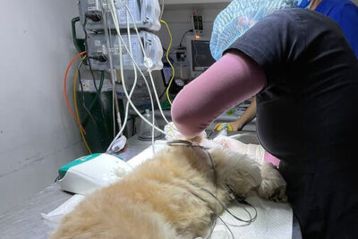 Clinica Veterinaria Groomers Sede Juan de Aliaga 1 clinica veterinaria groomers sede juan de aliaga