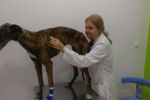 Clinica Veterinaria Rio