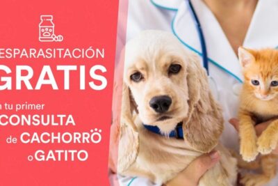 Clínicas Veterinarias en Aguas Calientes, Perú: Direcciones y Horarios de Atención 1 clinicas veterinarias en aguas calientes peru direcciones y horarios de atencion