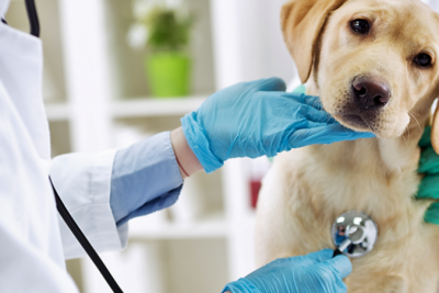 Clínicas Veterinarias en Cieneguilla, Lima: Encuentra la Mejor Atención para tu Mascota 1 clinicas veterinarias en cieneguilla lima encuentra la mejor atencion para tu mascota
