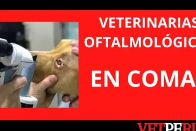 Clínicas Veterinarias en Comas, Lima: Direcciones y Horarios de Atención 1 clinicas veterinarias en comas lima direcciones y horarios de atencion
