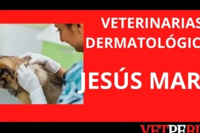 Clínicas Veterinarias en Jesús María, Lima: Encuentra la Mejor Atención para tus Mascotas 1 clinicas veterinarias en jesus maria lima encuentra la mejor atencion para tus mascotas
