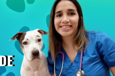 Clínicas Veterinarias en Moche, Perú: Encontre el Mejor Servicio para su Mascota 1 clinicas veterinarias en moche peru encontre el mejor servicio para su mascota
