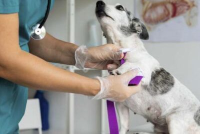 Clínicas Veterinarias en Nazca, Perú: Encuentra el Mejor Cuidado para tus Mascotas 1 clinicas veterinarias en nazca peru encuentra el mejor cuidado para tus mascotas