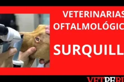 Clínicas Veterinarias en Santiago de Surco, Lima: Encontrá la Mejor Atención para tu Mascota 1 clinicas veterinarias en santiago de surco lima encontra la mejor atencion para tu mascota