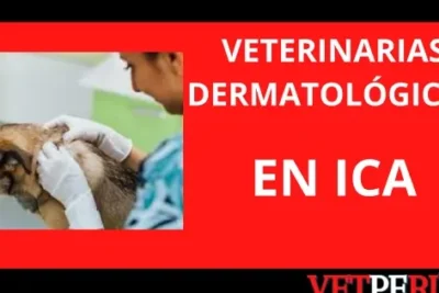 Clínicas Veterinarias en Trujillo, Perú: Encuentra la Mejor Atención para tus Mascotas 1 clinicas veterinarias en trujillo peru encuentra la mejor atencion para tus mascotas
