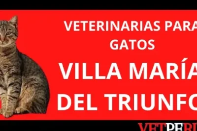 Clínicas Veterinarias en Villa María del Triunfo, Lima: Encontrá la Mejor Atención para tus Mascotas 1 clinicas veterinarias en villa maria del triunfo lima encontra la mejor atencion para tus mascotas