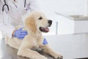 Consultorio Veterinario Bienestar Animal