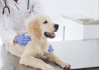 consultorio veterinario bienestar animal