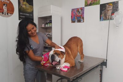 EngreiDog'S Centro Médico Veterinario 1 engreidogs centro medico veterinario