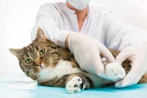Patas & Patotas Veterinaria