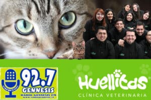 Veterinaria 6 Huellitas