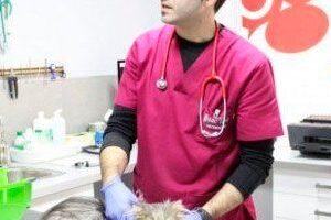 Veterinaria Alfapet