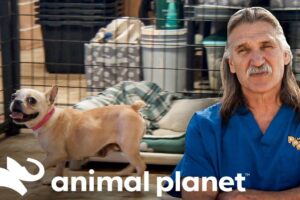 Veterinaria Animal Planet