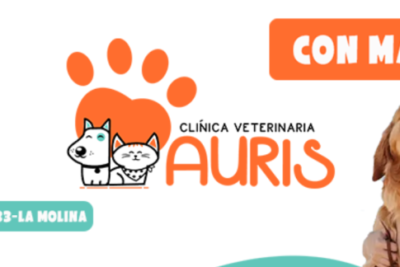 Veterinaria Auris 1 veterinaria auris