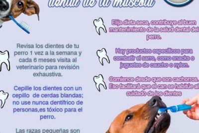 Veterinaria De Casta 1 veterinaria de casta