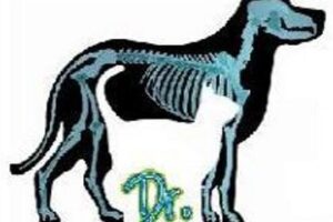 Veterinaria Dr Perro Gato