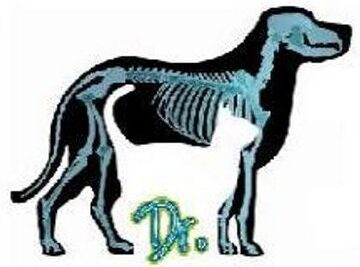Veterinaria Dr Perro Gato 1 veterinaria dr perro gato