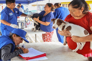 Veterinaria FAUNAticos