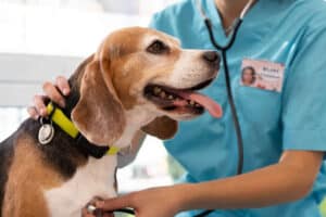 Veterinaria las Mascotas