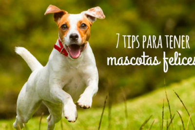 Veterinaria Mascotas Felices 3 1 veterinaria mascotas felices 3