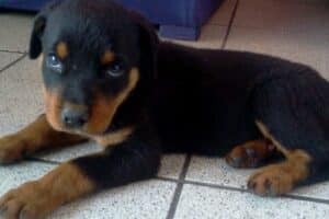 Veterinaria Patitas Peruanas