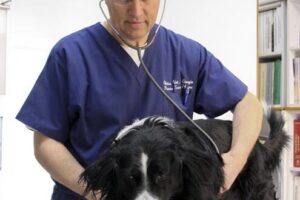 Veterinaria San Fabio