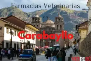 Veterinaria San Mateo (Carabayllo – Sede km 22)