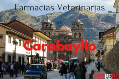 Veterinaria San Mateo (Carabayllo - Sede Torre Blanca) 1 veterinaria san mateo carabayllo sede torre blanca