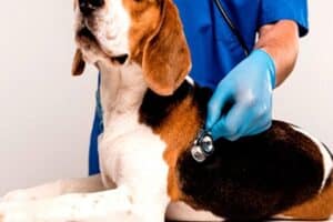 Veterinaria Villarán
