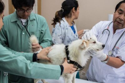Veterinarias en Abancay, Perú: Clínicas y Hospitales Veterinarios de Confianza 1 veterinarias en abancay peru clinicas y hospitales veterinarios de confianza
