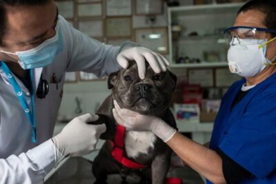 Veterinarias en Cajamarca: Clínicas y Servicios Veterinarios en Perú 1 veterinarias en cajamarca clinicas y servicios veterinarios en peru