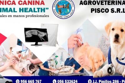 Veterinarias en Pisco: Clínicas y Servicios Veterinarios cerca de ti en Perú 1 veterinarias en pisco clinicas y servicios veterinarios cerca de ti en peru