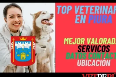 Veterinarias en Piura, Perú: Encuentra la Mejor Atención para tus Mascotas 1 veterinarias en piura peru encuentra la mejor atencion para tus mascotas