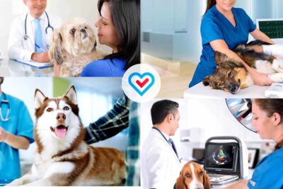 Veterinarias en Puerto Chavín, Lima: Clínicas y Servicios Veterinarios de Confianza 1 veterinarias en puerto chavin lima clinicas y servicios veterinarios de confianza