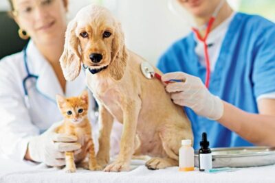 Veterinarias en Salaverry, Perú: Encontre un Buen Médico para su Mascota 1 veterinarias en salaverry peru encontre un buen medico para su mascota
