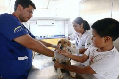 Veterinarias en San Juan de Chuccho, Perú: Clínicas y Servicios Veterinarios de Calidad 1 veterinarias en san juan de chuccho peru clinicas y servicios veterinarios de calidad