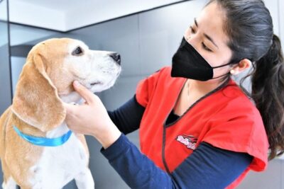 Veterinarias en Tumbes, Perú: Encontrar la Mejor Atención para tu Mascota 1 veterinarias en tumbes peru encontrar la mejor atencion para tu mascota