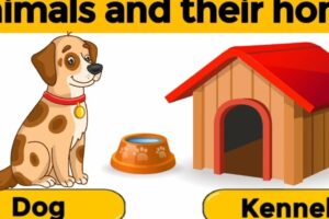 Veterinary Animal Home