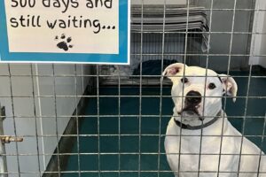 Zeus Animal Home